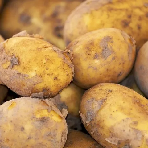 Potato