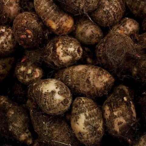 Yam