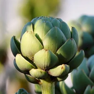 Artichoke