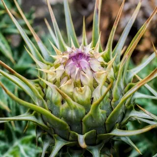 Cardoon