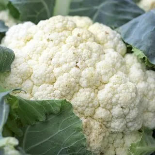 Cauliflower