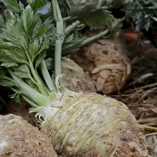 Celery