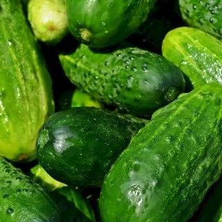 Cucumber