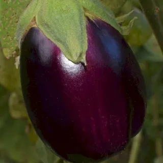 Eggplant