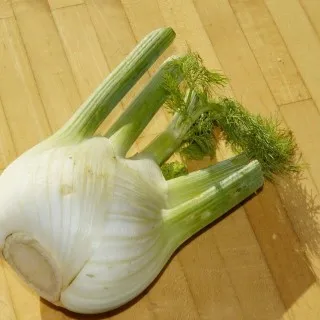 Fennel