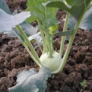 Kohlrabi