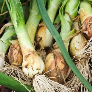 Leek