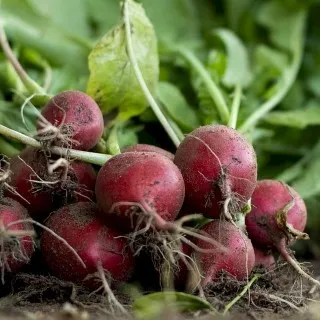 Radish