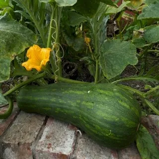 Squash