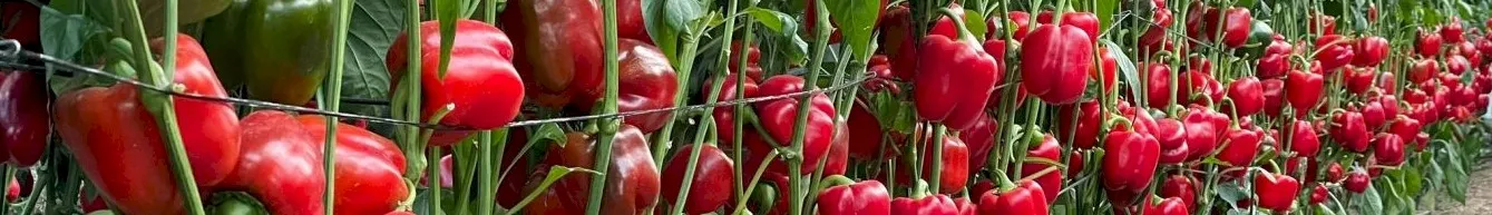 Delicious Vegetables