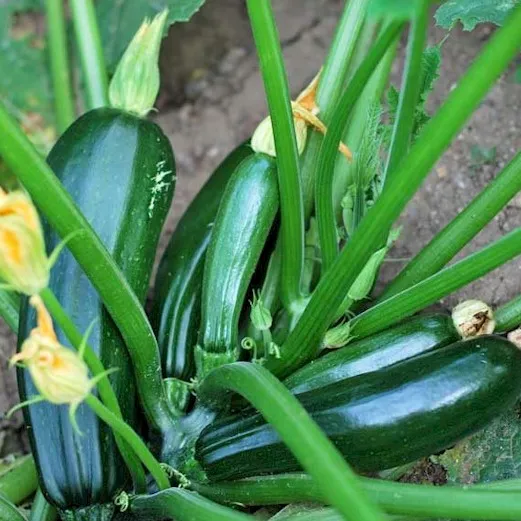 Zucchini