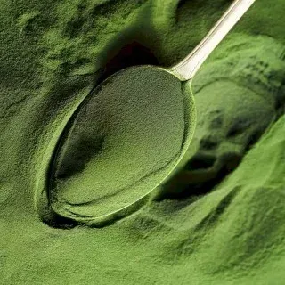 Algae