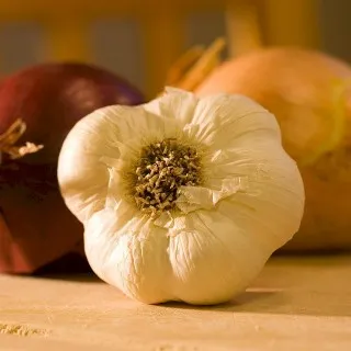 Bulbs