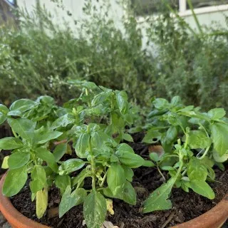 Culinary Herbs