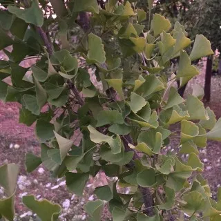 Ginkgoes