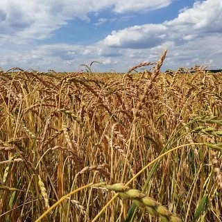 Grains