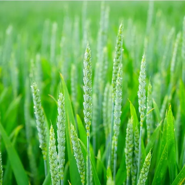 Grasses