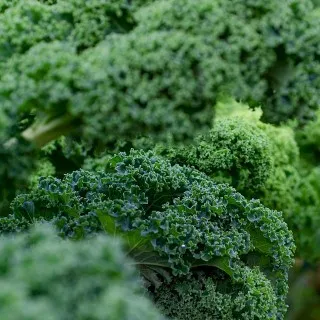 Leafy Greens