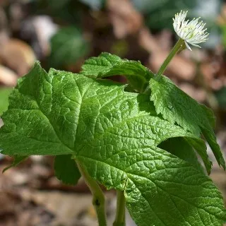 Medicinal Herbs