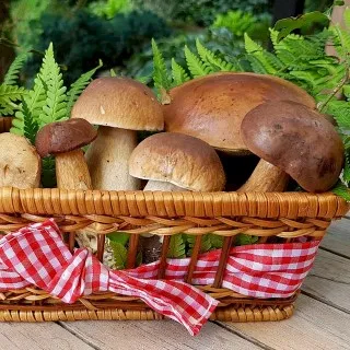 Mushrooms