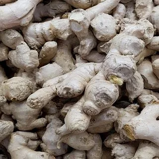 Rhizomes