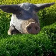 Breeds of Pigs