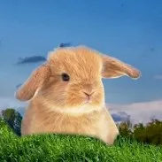 Breeds of Rabbits