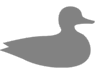 About Abacot RangerDucks