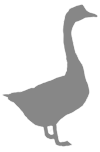 About AfricanGeese
