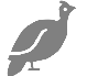 About Guinea Fowl