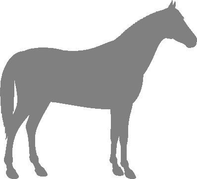 About Abaco BarbHorses
