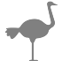 Ostriches