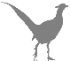 About Pheasants