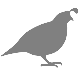 About Quail
