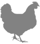 About AmeraucanaChickens