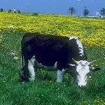 Cows