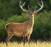 Deer
