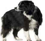 Dogs