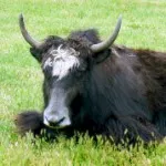 Breeds of Yak