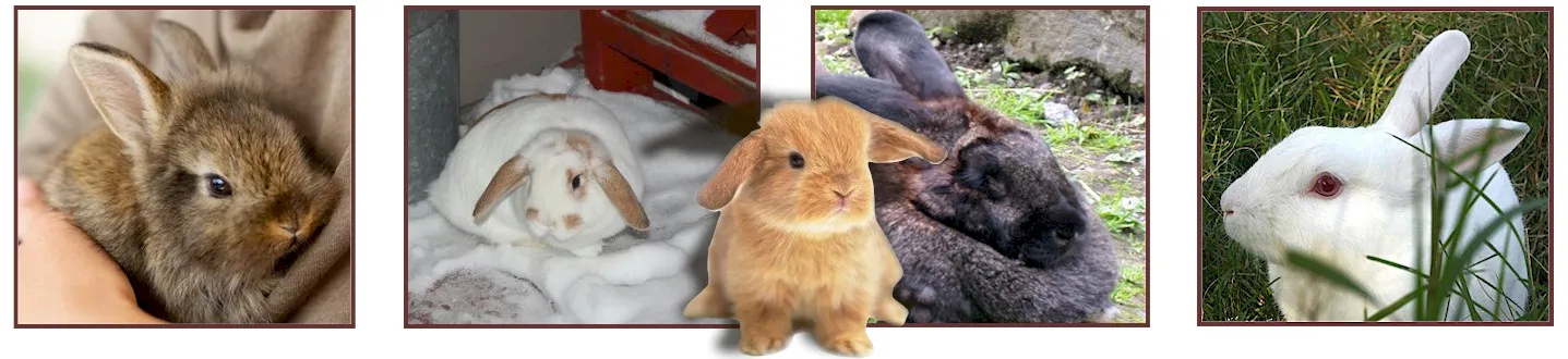 Rabbit Breeds