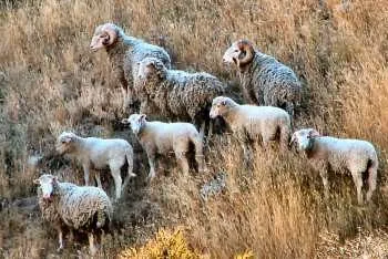 Photo Source: New Zealand Rare Breeds (www.rarebreeds.co.nz).