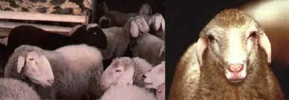 Photo source: Agraria.org.