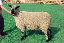 Photo source: The National Sheep Association