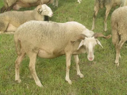 Photo source: Agraria.org