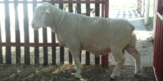 Photo Source: National Sheep Association