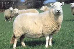 Photo Source: National Sheep Association