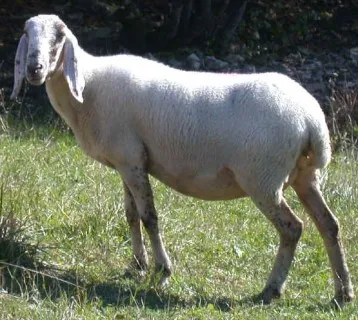 Photo source: agrarian.org