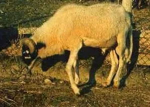 Photo source: Agraria.org.