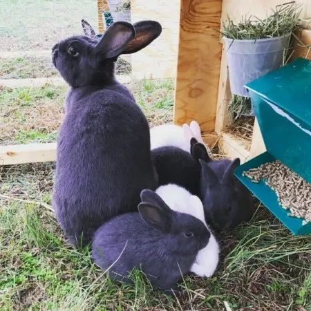 Source: cosmopolitancornbread.com