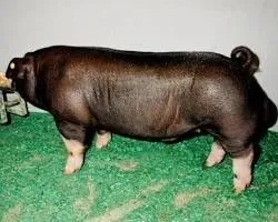 Source: https://afs.ca.uky.edu/livestock/swine/breeds/poland-china